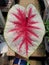 Beautiful pink and white leaf of Caladium Fiesta, a tropical plant