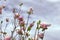 Beautiful pink and white Magnolia (or Flowering Dogwood?) blossoms against light purple clouds