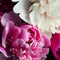Beautiful pink and white peony flowers close up. Peony is a genus of herbaceous perennials and deciduous shrubs. Peony