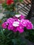 Beautiful pink and white Petunia flowers in the garden . Partially blurred background