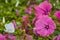 Beautiful pink and white petunias in garden. Colorful urban flowers