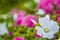 Beautiful pink and white petunias in garden. Colorful urban flowers