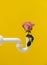 Beautiful pink and white rose in a white siphon pipe against a vibrant yellow background