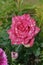 Beautiful pink and white striped rose Pink Intuition
