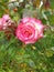 Beautiful pink and white thorny rose