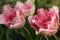 Beautiful pink white Tulips in the summer garden