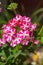 Beautiful pink and white verbena flower in the garden