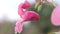 beautiful pink wild flower after rain with water drops. macro.