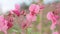 beautiful pink wild flowers with water drops blossom in meadow after rain. macro