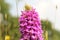 A beautiful pink wild orchid closeup in the fields in spring