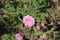 Beautiful pink wild rustic rose.