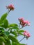 beautiful pink Wildflowers against the bloomy grey sky,