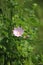 Beautiful pink wildflowers macro. Lavatera, wild mallow.