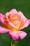 Beautiful pink with yellow rose flower in the garden after the rain, small depth of field