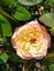 Beautiful pink and yellow rose up close and personal