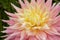 Beautiful Pink and Yellow Semi Cactus Dahlia