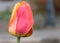 Beautiful pink and yellow single tulip.