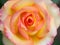 Beautiful pink yellowish rose