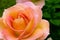 Beautiful pink yellowish rose in a garden.