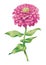 Beautiful pink zinnia flower isolated on white background. Botanical vector.