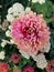 Beautiful Pink Zinnia with White Yarrow in the Background