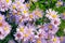 Beautiful pinkish flowers and honeybee