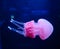 Beautiful pinkish jellyfish, sea creature, floating, fluffy, smooth, beauty in nature, water, sea, animals