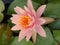 Beautiful Pinkish lotus in Lotus city Pathum Thani Thailand