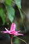 Beautiful pinkish lotus with water drops and green background in the river