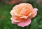 Beautiful pinkish orange English Rose, green backgroung