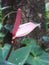 Beautiful and pinkish pink Anthuriums in the environment