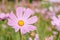 Beautiful pinkish-purple full bloom daisy flower on blurred background