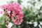 Beautiful pinky flowers with bokeh background