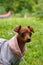 Beautiful pinscher dog into the park