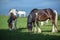 Beautiful Pinto and brown Horses grazing in a meadow and eating grass in a green field