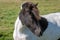 Beautiful pinto colored Icelandic horse in sunlight