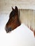 Beautiful pinto gypsy vanner stallion portrait in stud