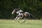Beautiful pinto horse at gallop