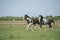 Beautiful pinto horses at gallop