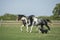 Beautiful pinto horses at gallop with dog