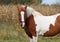 Beautiful pinto mare against the autumn background