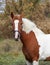 Beautiful pinto mare against the autumn background