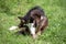 Beautiful pinto or paint thoroughbred horse taking a nap in the field, in a sunny summer day