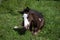 Beautiful pinto or paint thoroughbred horse taking a nap in the field, in a sunny summer day