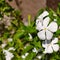 Beautiful Pinwheel Jasmine Flower in the Garden