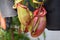 Beautiful pitcher carnivorous plant pot in Vietnam