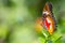 Beautiful Plain Lacewing in a butterfly park with copyspace