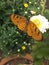 Beautiful Plain Tiger Butterfly