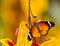 Beautiful Plain Tiger butterfly (Danaus chrysippus) perching on flower.