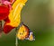 Beautiful Plain Tiger butterfly (Danaus chrysippus) perching on flower.